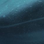 artist image Raving George Monoceros Monodon Monoceros - Single