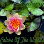 album image Pink... The Color of Love Colors of the Worlds, Pt. 1