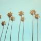 Besomage, Lunis, BRAN - California Dreaming
