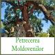Millenium - Fa Costica Lampa Mare (original version)