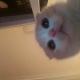 dancing cats - Go Kitty Go Ttversion