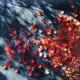 Moire - Red Leaves